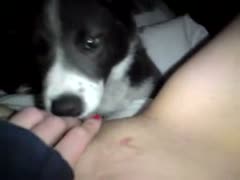 Cute dog gives dog oral sex to owner